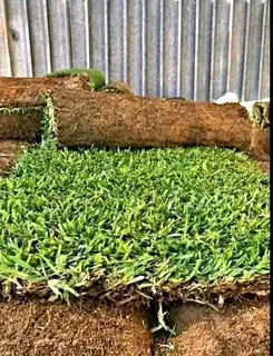 Fresh roll on lawn grass supplies