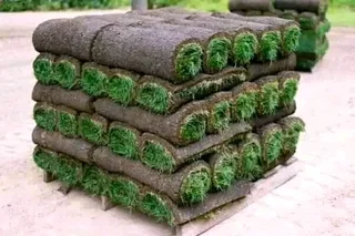 Fresh roll on lawn grass supplies