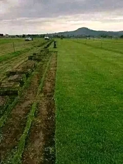 Fresh roll on lawn grass supplies