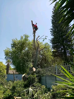 Tree felling and garden service