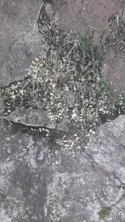 Weed Killer Herbicide- 2ltr/5ltr