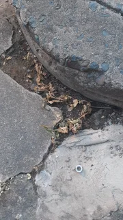 Weed Killer Herbicide- 2ltr/5ltr