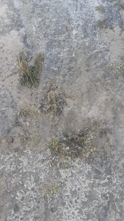 Weed Killer Herbicide- 2ltr/5ltr