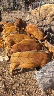 Piglet 12 week x 29Super Pigs  Hybrid