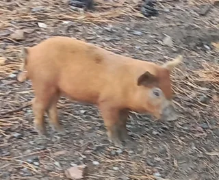 Piglet 12 week x 29Super Pigs  Hybrid