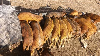 Piglet 12 week x 29Super Pigs  Hybrid