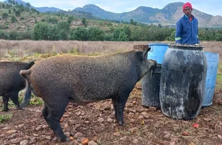 German Boar For sale 083 3312852