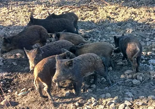 German Boar For sale 083 3312852