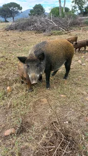 German Boar For sale 083 3312852