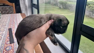 Pekingese male puppy