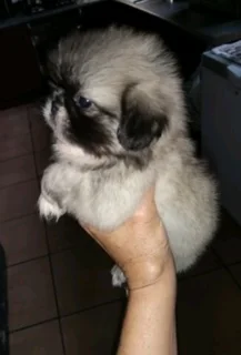 Pekingese puppies