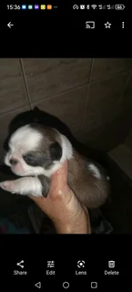 Purebreed pekingese puppies