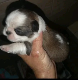 Purebreed pekingese puppies
