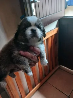 Pekingese female puppy