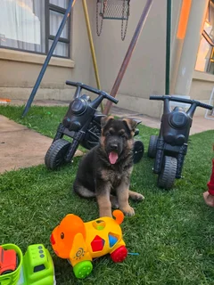 Alsations German Shephard puppies