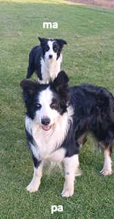 Border Collies