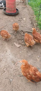 Rhode Island reds. (Chicks)
