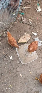 Rhode Island reds. (Chicks)