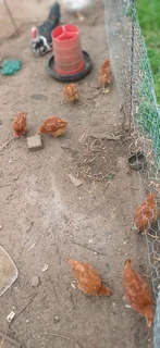 Rhode Island reds. (Chicks)