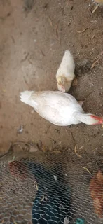Muscovy ducklings 