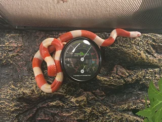 Albino Honduran milksnake