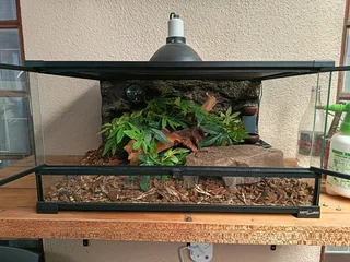 Albino Honduran milksnake