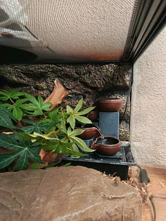 Albino Honduran milksnake