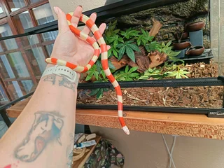 Albino Honduran milksnake
