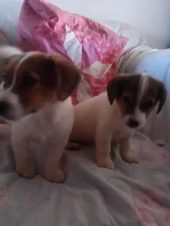 Jack Russell puppies