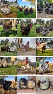 Orpington & Wyandotte: Fertile Hatching  Eggs