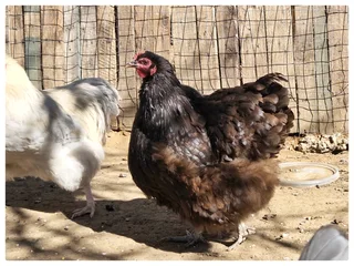 Orpington &amp; Wyandotte: Fertile Hatching  Eggs