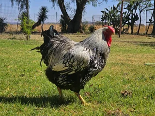 Orpington &amp; Wyandotte: Fertile Hatching  Eggs