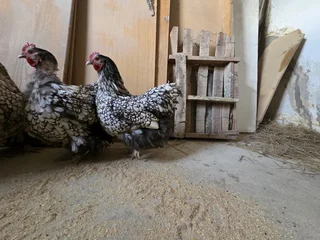 Orpington &amp; Wyandotte: Fertile Hatching  Eggs