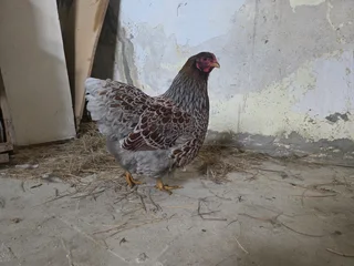 Orpington &amp; Wyandotte: Fertile Hatching  Eggs