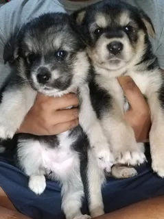 Lab X Puppies For Sale R1500 Durban