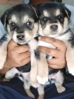 LAB X PUPPIES FOR SALE R1500 DURBAN