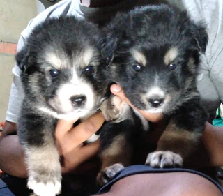 LAB X PUPPIES FOR SALE R1500 DURBAN