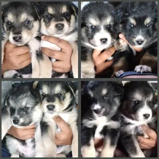 LAB X PUPPIES FOR SALE R1500 DURBAN