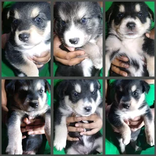 LAB X PUPPIES FOR SALE R1500 DURBAN