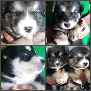 LAB X PUPPIES FOR SALE R1500 DURBAN