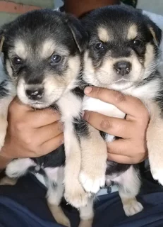 Lab X German Puppies Durban