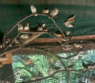 Zebra finches