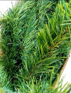 Small Christmas treeSecondhand (no foot stand can place it in a pot) R129