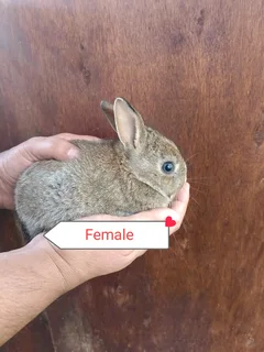 Netherlands dwarf rabbits