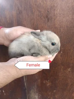 Netherlands dwarf rabbits