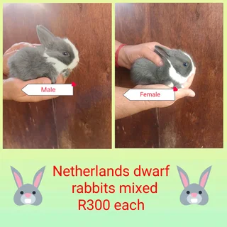 Netherlands dwarf rabbits