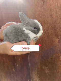 Netherlands dwarf rabbits