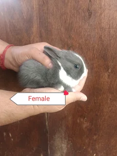Netherlands dwarf rabbits