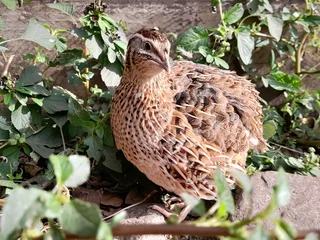 Coturnix Quail / Jumbo quail