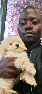 Highly skilled and amp; recommended gardener, general work, driver is looking for a job